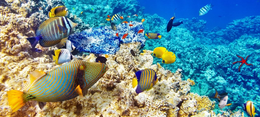 Snorkeling at Mahmya Island from Hurghada 